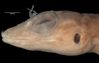 Media type: image;   Herpetology R-50001